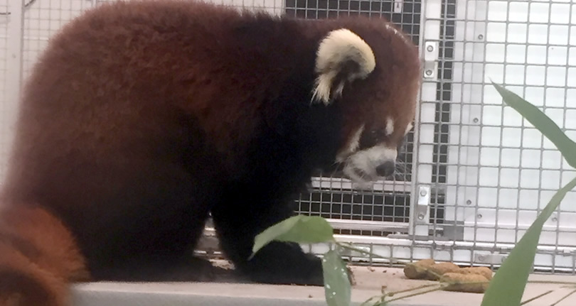 Red Pandas at the Western North Carolina Nature Center