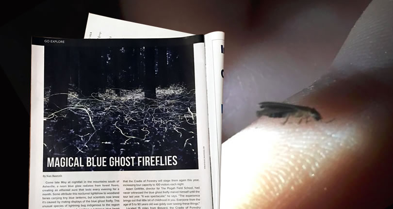 Blue Ghost Fireflies – Greetings from the Past